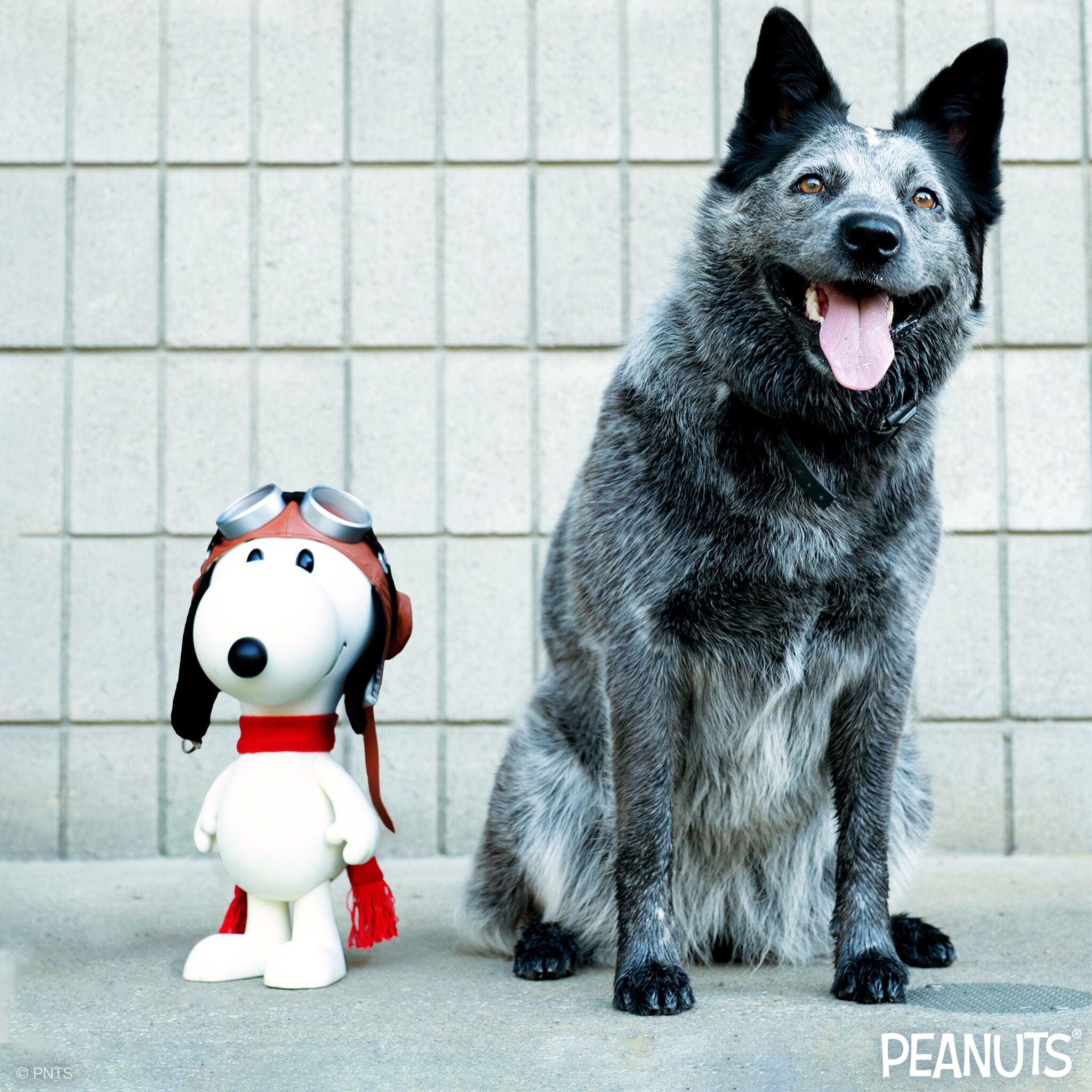 Snoopy Flying Ace vinyl figure sits beside a gray and black dog outdoors against a concrete wall.